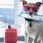 pet friendly airlines