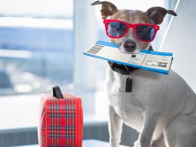 pet friendly airlines