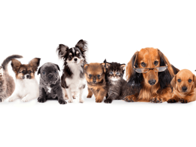 If you own a pet and intend to travel to India from the USA then the following article is a must-read. Budgeting for your travel expenses which includes one’s pet travel also has to be considered.