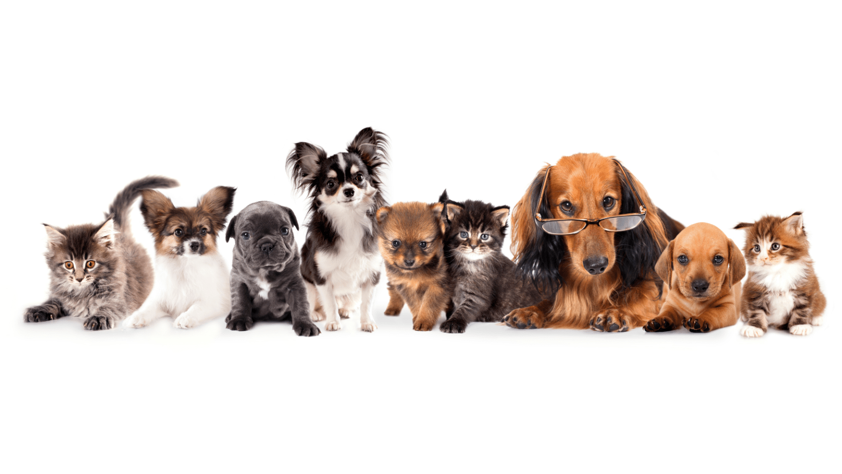 Cost of taking dogs and cats from USA to India Surffares