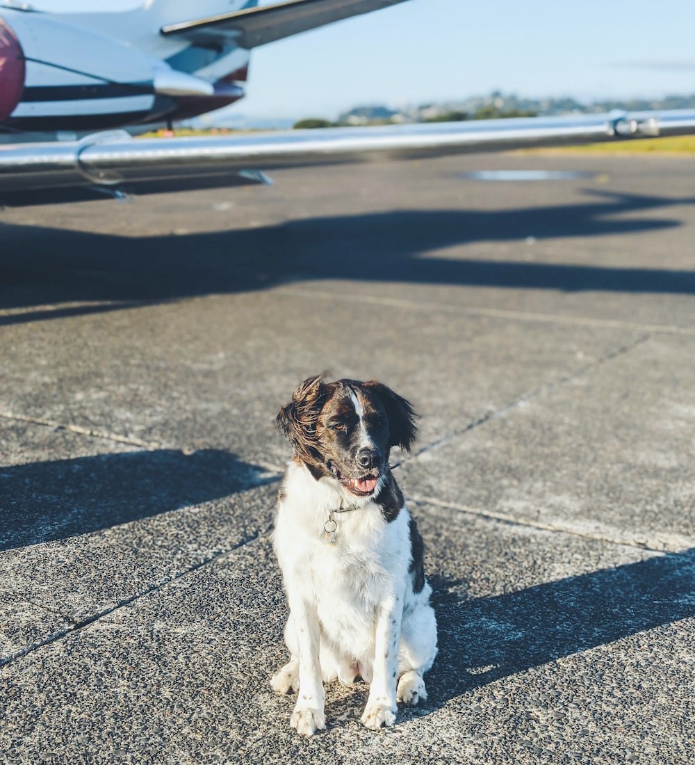 on arrival quarantine for pets transporting from USA to India