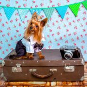 How to take dog from USA to India