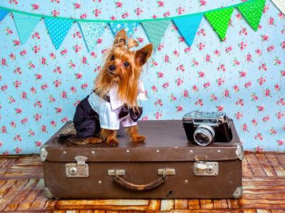 How to take dog from USA to India