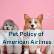 Everything you Need to Know About the Pet Policy of American Airlines
