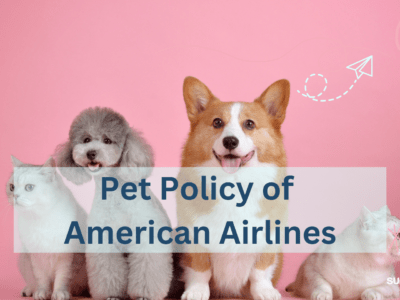 Everything you Need to Know About the Pet Policy of American Airlines